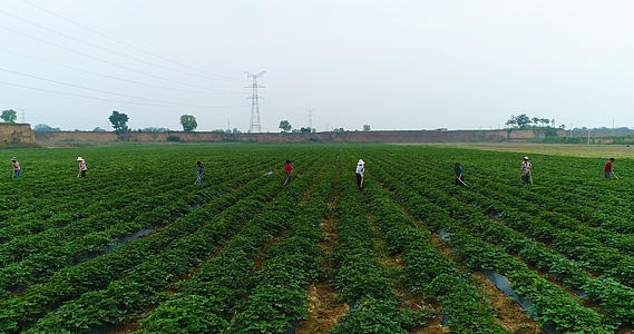 红薯种植基地航拍视频的预览图