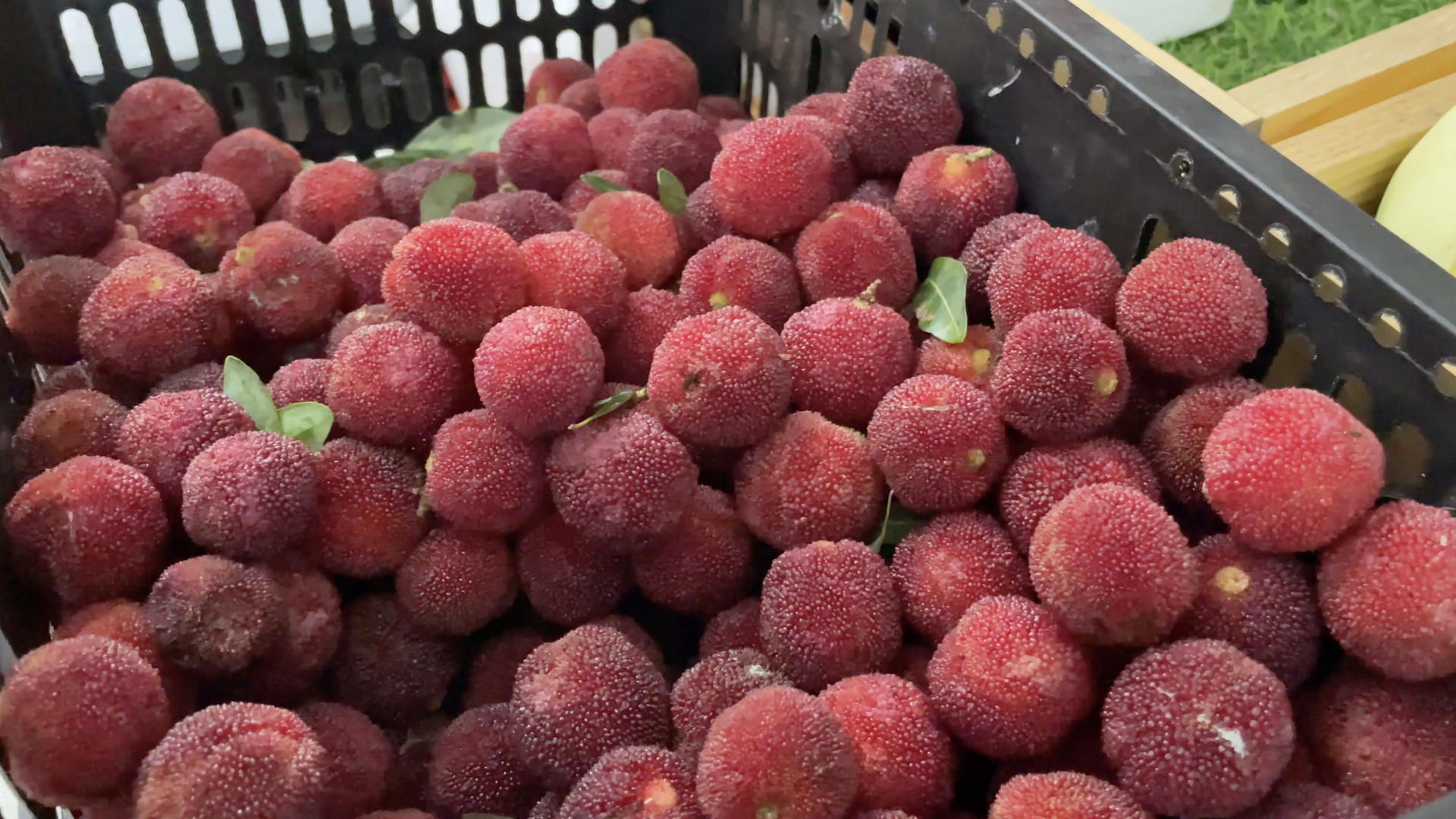 实拍夏季新鲜的水果杨梅视频的预览图