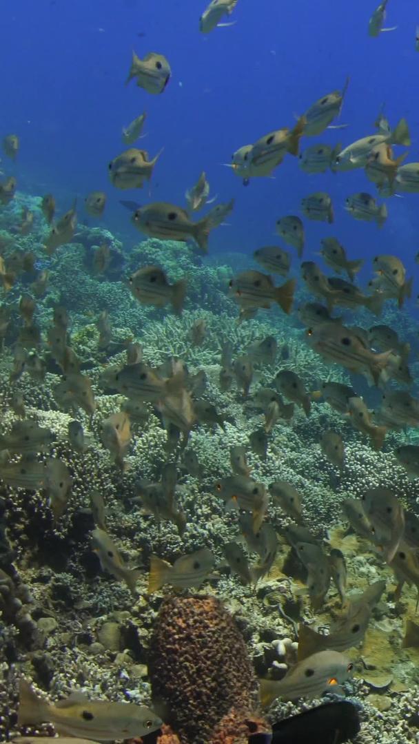 小黄鱼群在海底视频的预览图