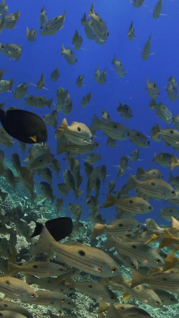 小黄鱼群在海底视频的预览图