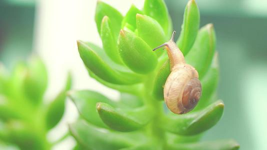 微距叶子蜗牛视频的预览图