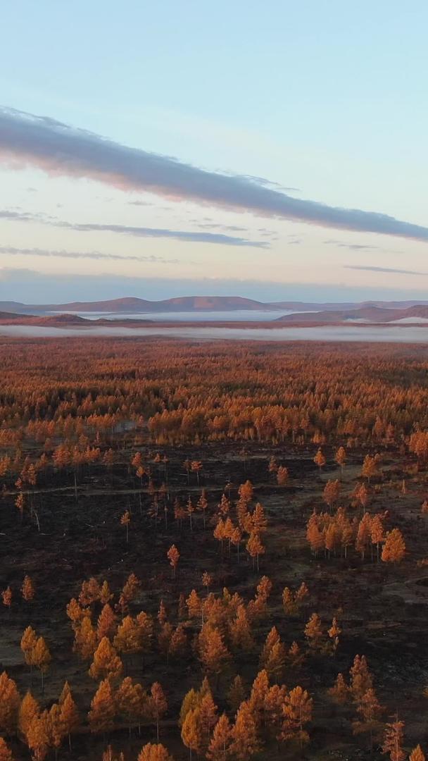 大兴安岭原始森林风光被日出阳光照耀下的航拍照片视频的预览图