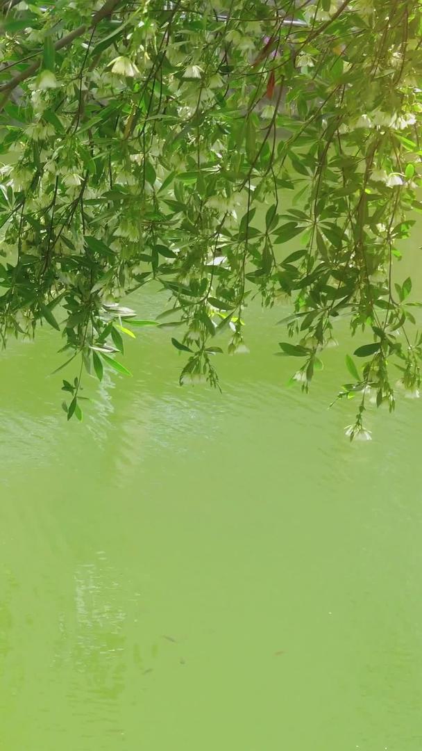 夏季河边的树枝视频的预览图