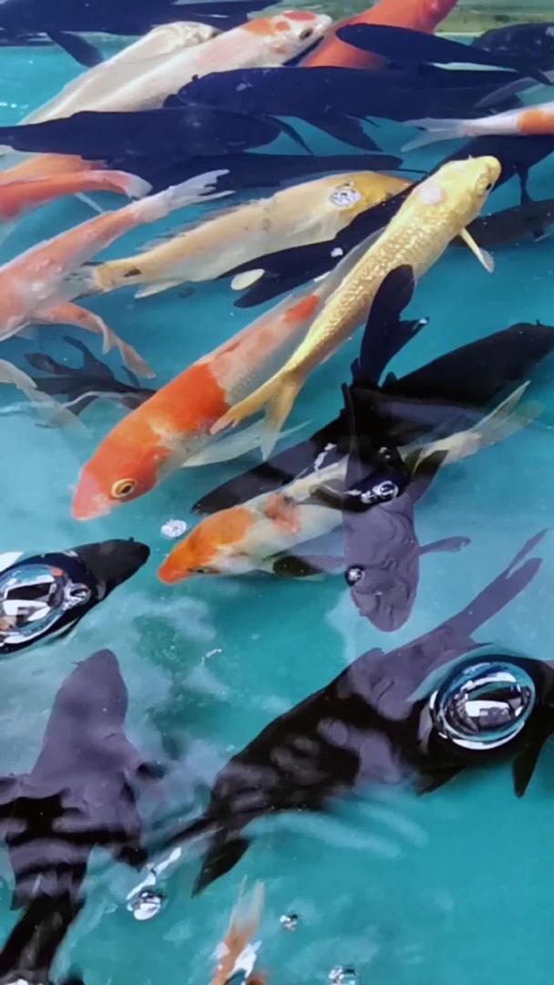 各种金鱼的实拍视频的预览图