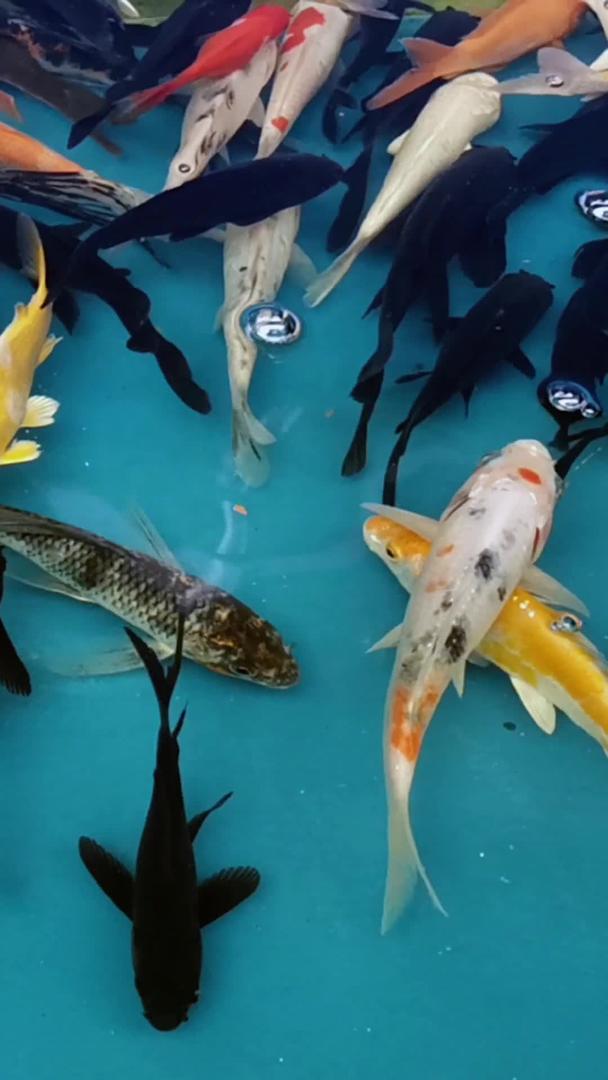 各种金鱼的实拍视频的预览图