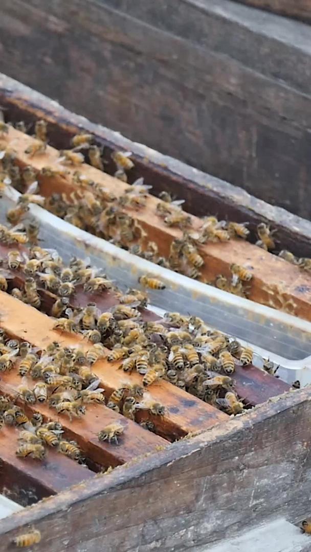蜂蜜养殖管理视频的预览图