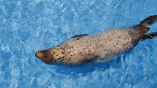 海豹在泳池里仰泳视频的预览图