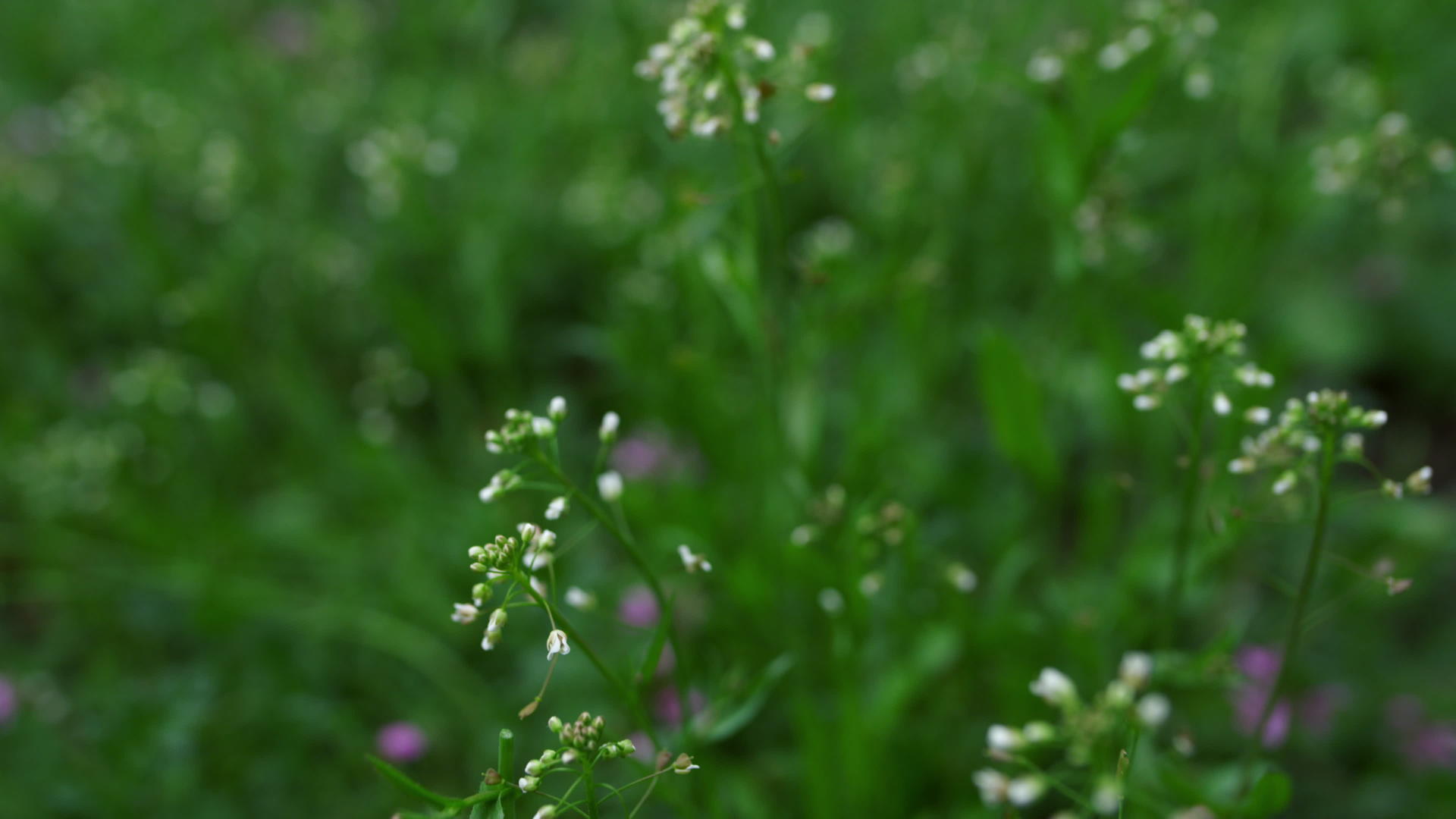 小白花生长在草丛中视频的预览图