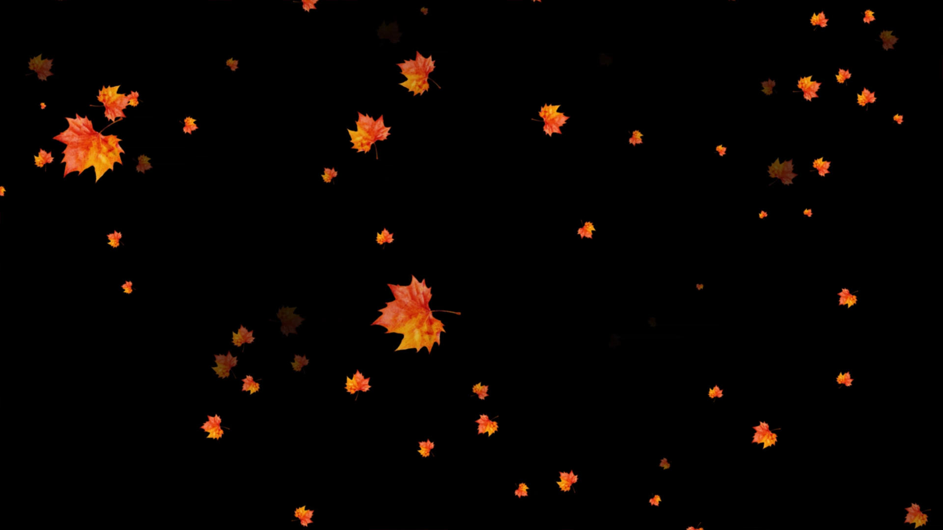 粒子枫叶飘落动画元素带透明度通道视频的预览图