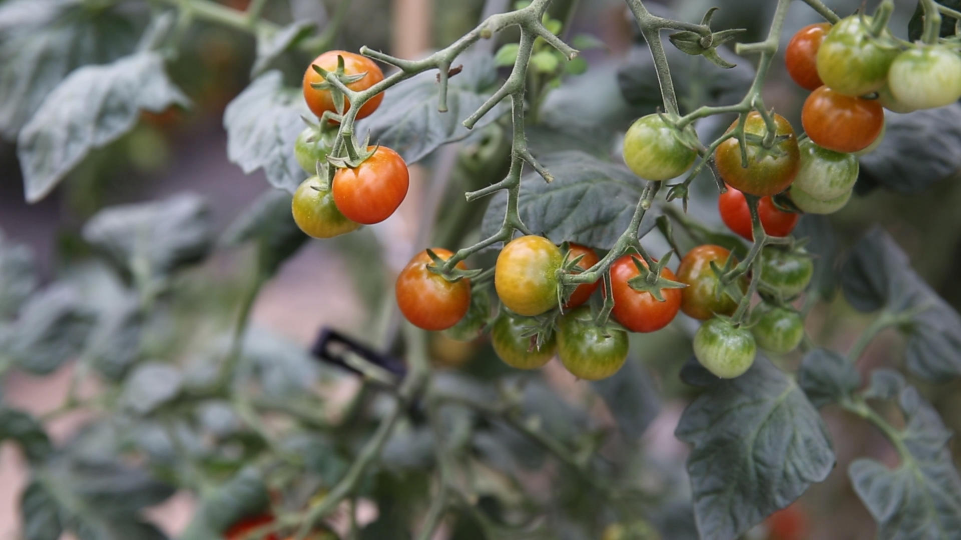 红色小番茄种植大棚视频的预览图