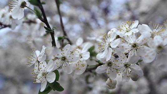 特写的白花在樱桃树上随风摇曳视频的预览图