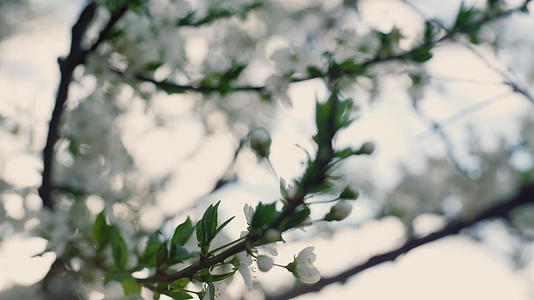 春天白色的花朵在大自然中绽放视频的预览图