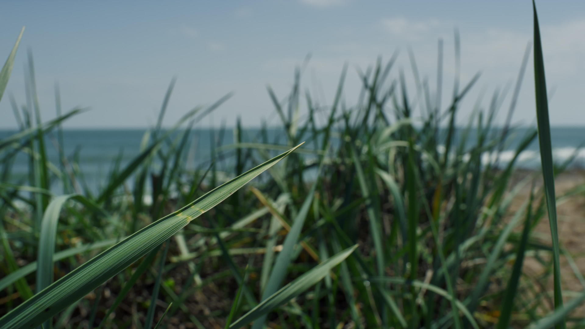 生机勃勃的绿草在风中摇曳海洋海滩上的草地农场视频的预览图