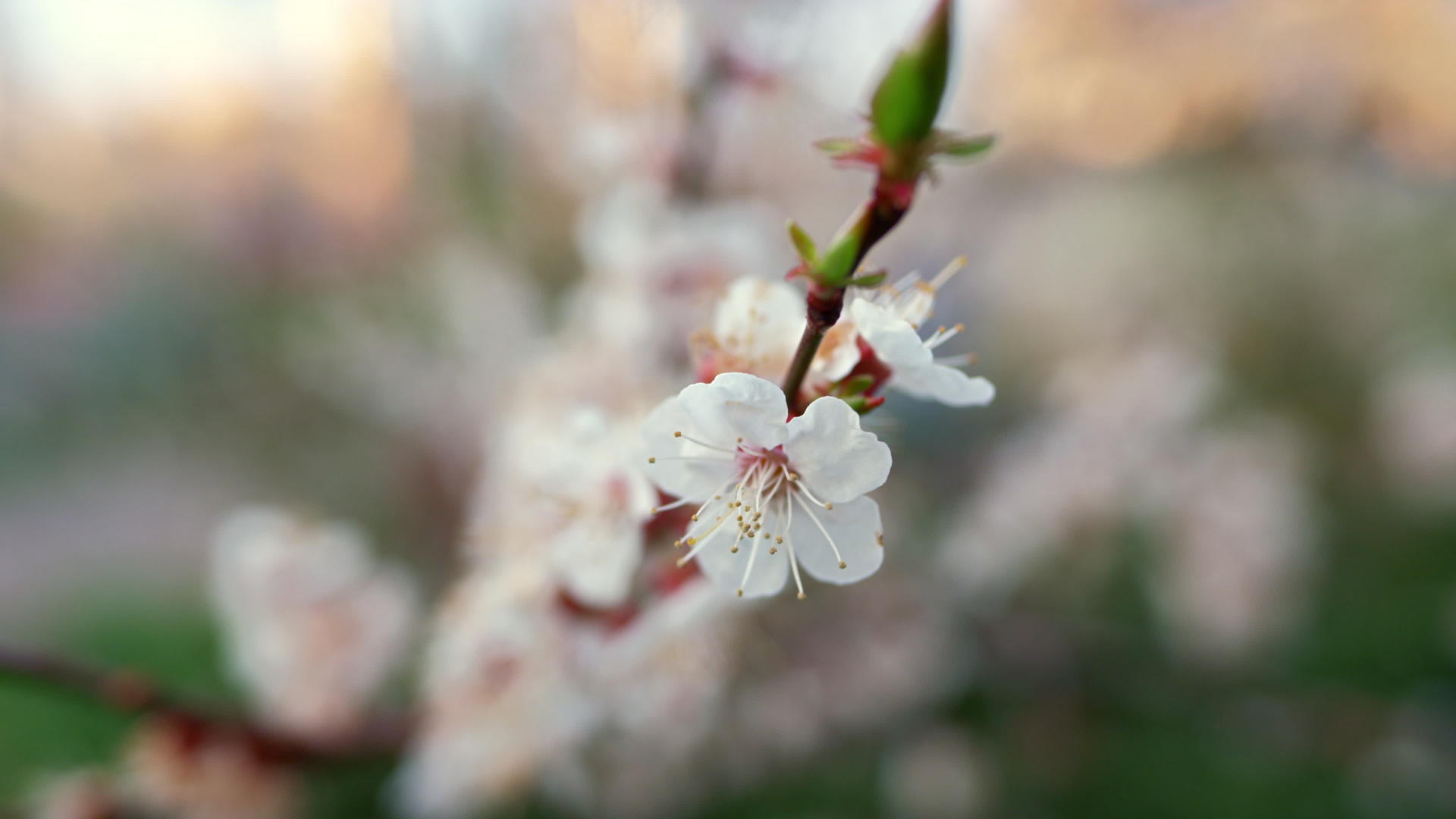 樱花在美丽的花园里摇曳视频的预览图