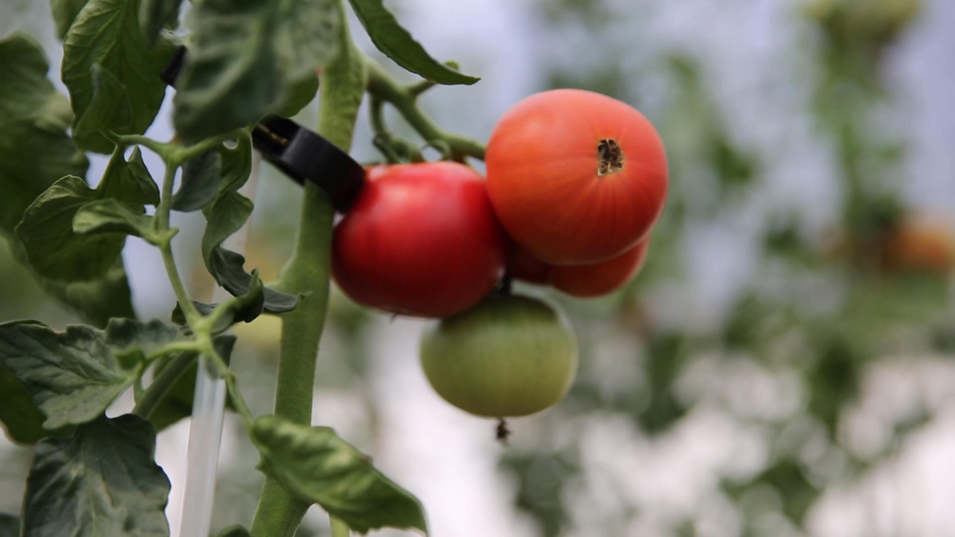 蔬菜红番茄视频的预览图