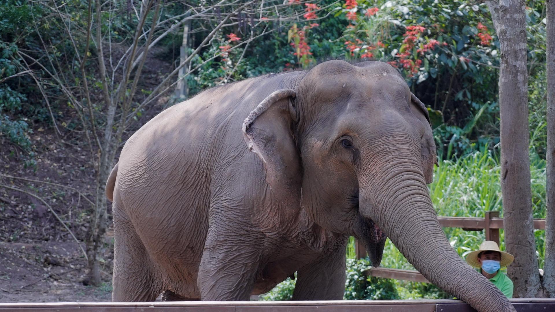 大象喂食和游客互动视频的预览图