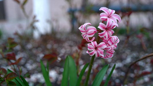 春天的花朵在花园里绽放粉红色的花朵盛开视频的预览图