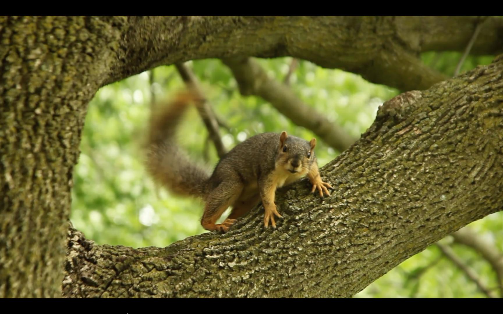 在树上的松鼠视频的预览图