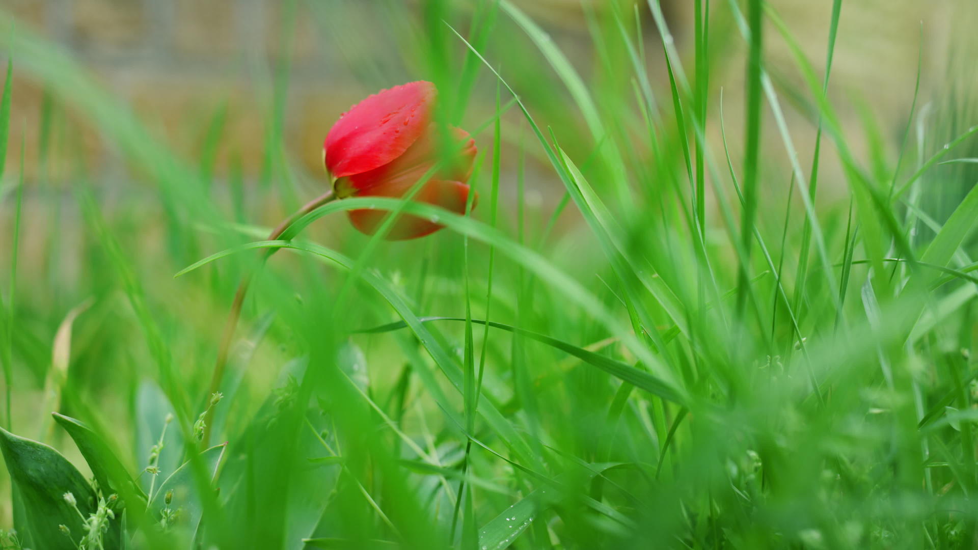 盛开的红色郁金香视频的预览图