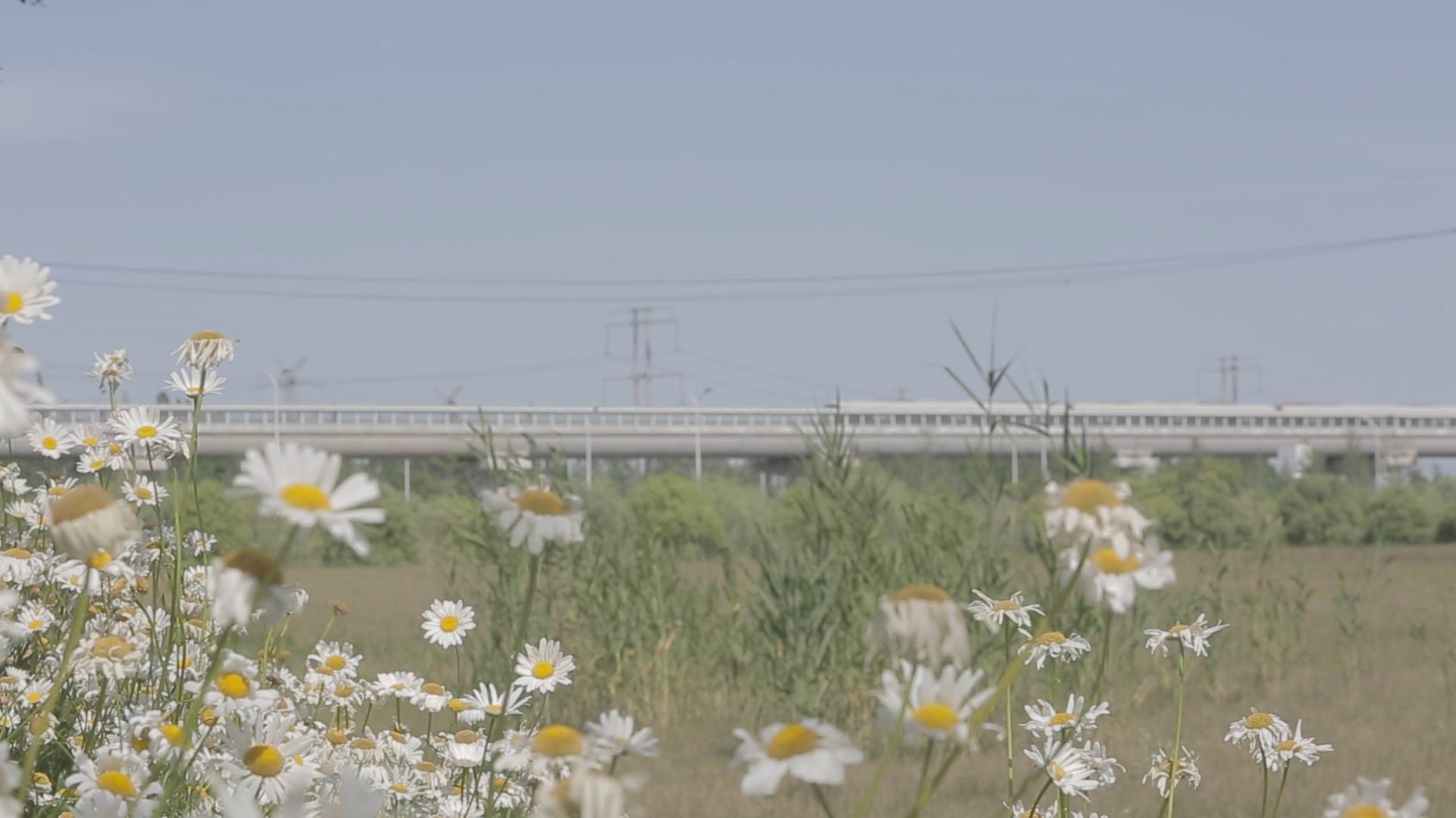小雏菊和轨道火车视频的预览图