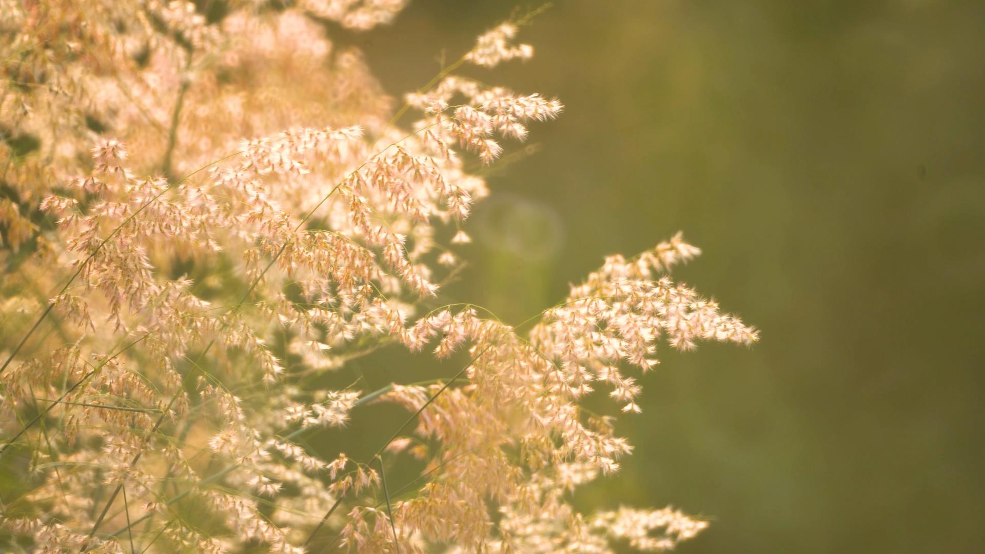 浪漫的芦苇随风4K25P视频的预览图