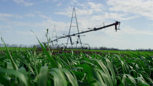 绿色明媚的绿色稻田农场灌溉系统视频的预览图