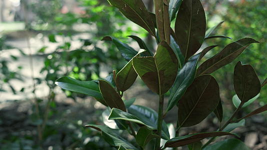 热带天然绿色植物种植园视频的预览图