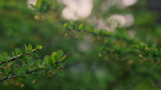 日落时分枝上的新鲜绿叶视频的预览图