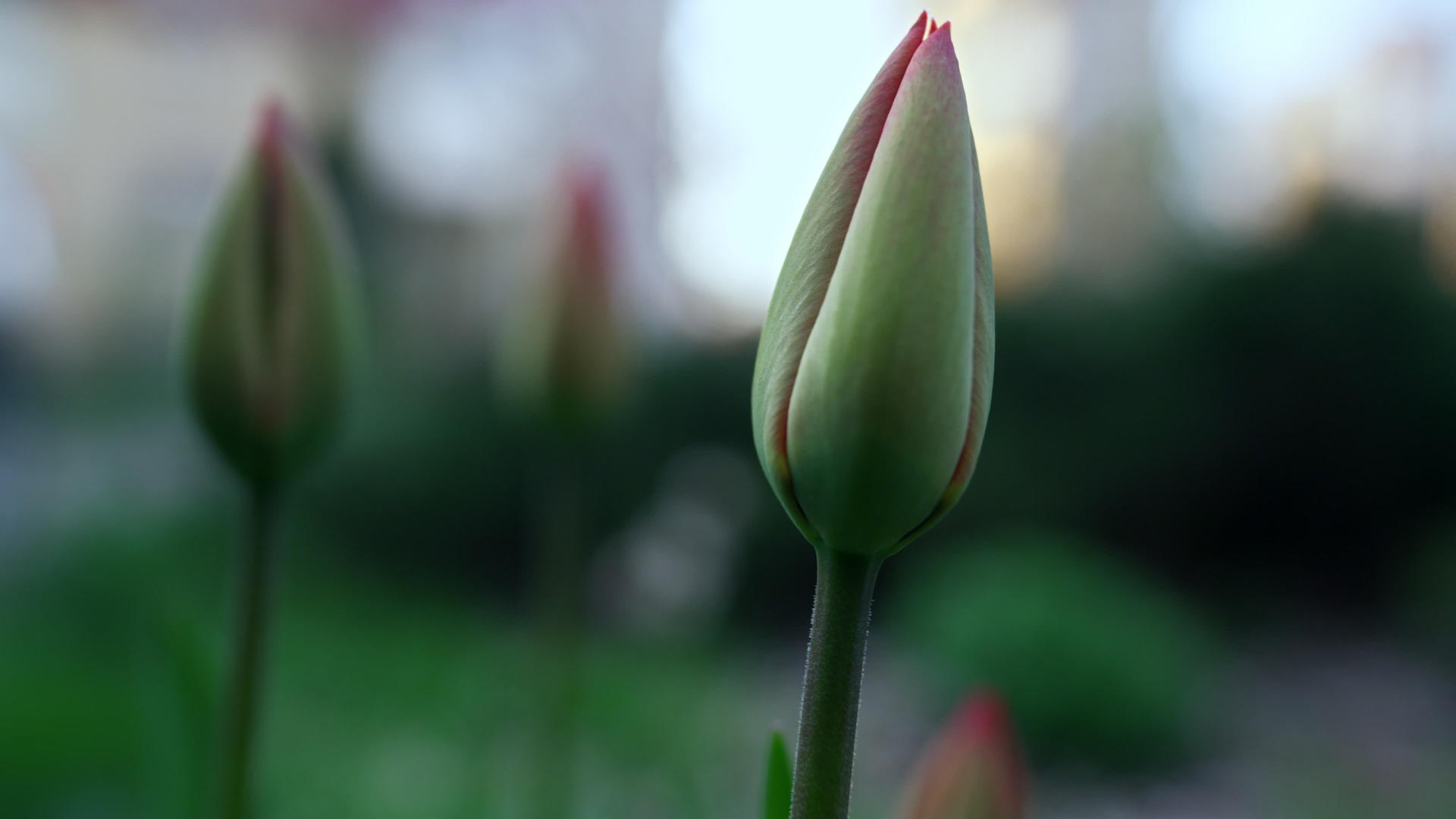 春天的绿色郁金香视频的预览图