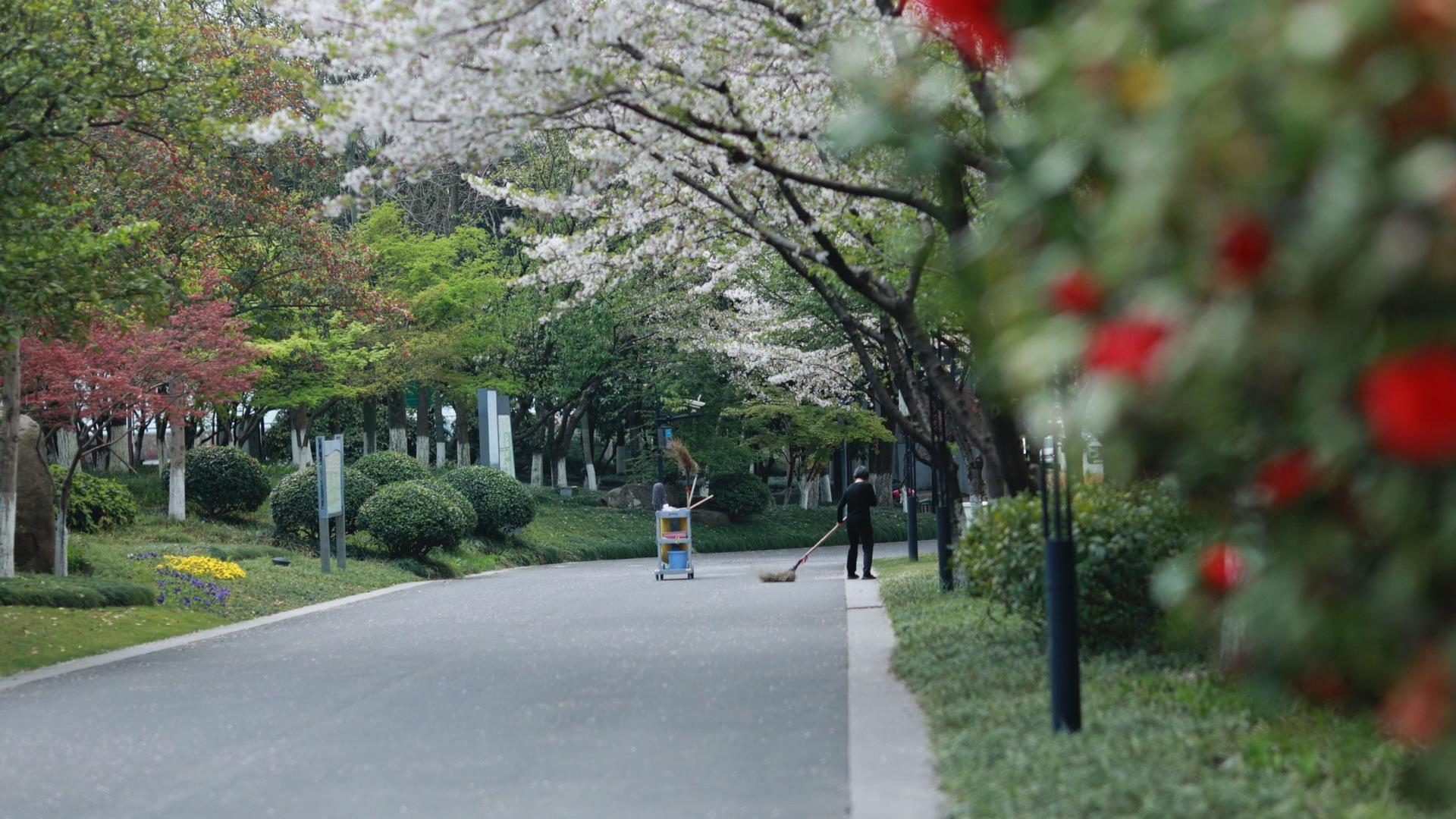 樱花步道远处扫落花视频的预览图