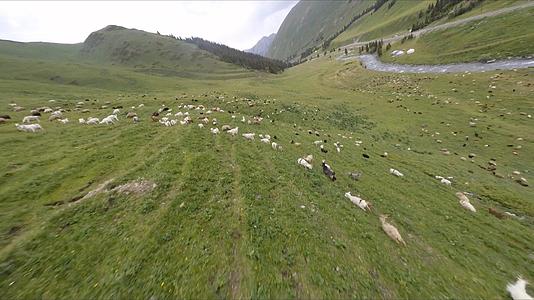 2.7K新疆草原斜坡上大片羊群视频的预览图