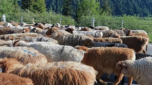 2.7K新疆伊犁公路上放牧的牧民与大群绵羊视频的预览图