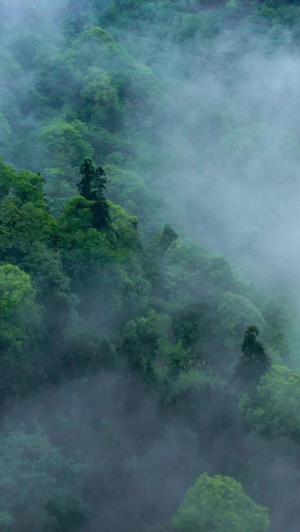 航拍森林里的云雾缭绕着青山绿水视频的预览图