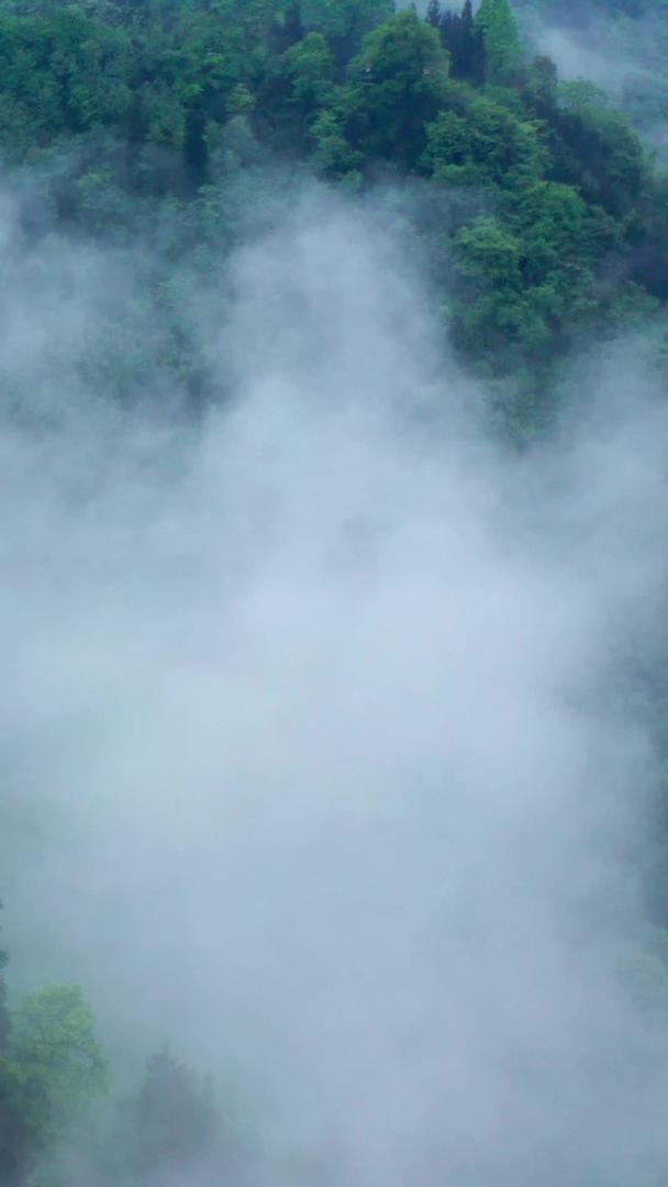 航拍森林里的云雾缭绕着青山绿水视频的预览图