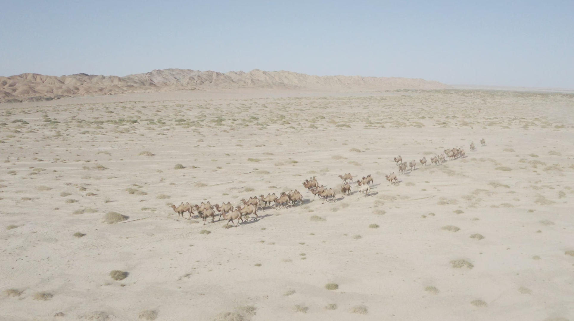 戈壁骆驼群视频的预览图