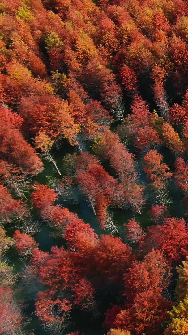 安徽方塘乡红衫林落羽杉湿地公园视频在线名人打卡视频的预览图