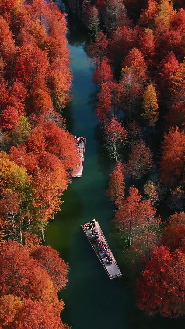 安徽方塘乡红衫林落羽杉湿地公园视频在线名人打卡视频的预览图