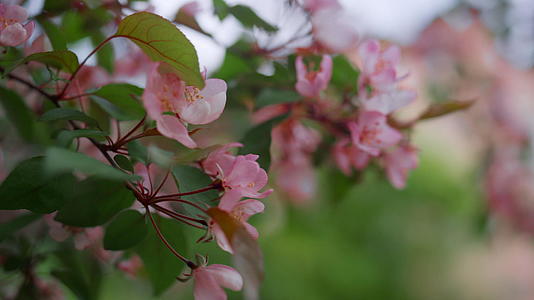春天公园里盛开的粉色树花视频的预览图
