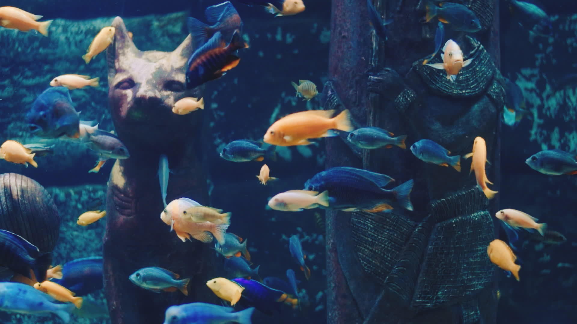 在水族馆里小鱼在游视频的预览图