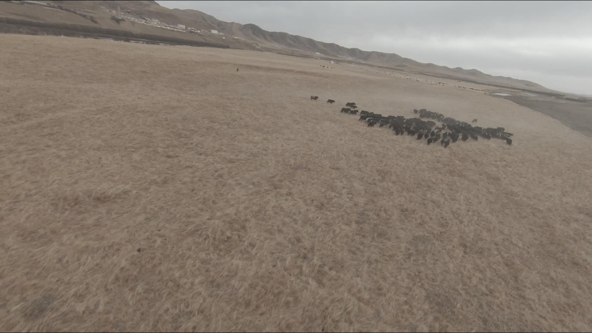 4K若尔盖牛群奔跑视频的预览图