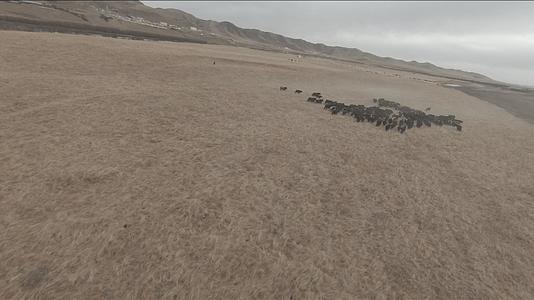 4K若尔盖牛群奔跑视频的预览图