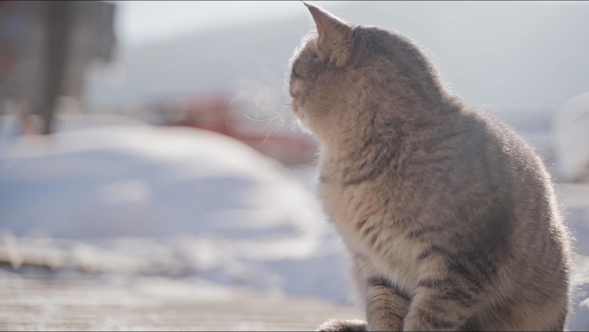 1080P阳光下的小猫咪哈气视频的预览图