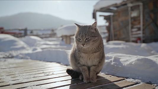 1080P阳光下的小猫咪视频的预览图