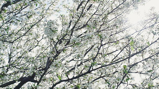 春天花园里盛开的白花视频的预览图