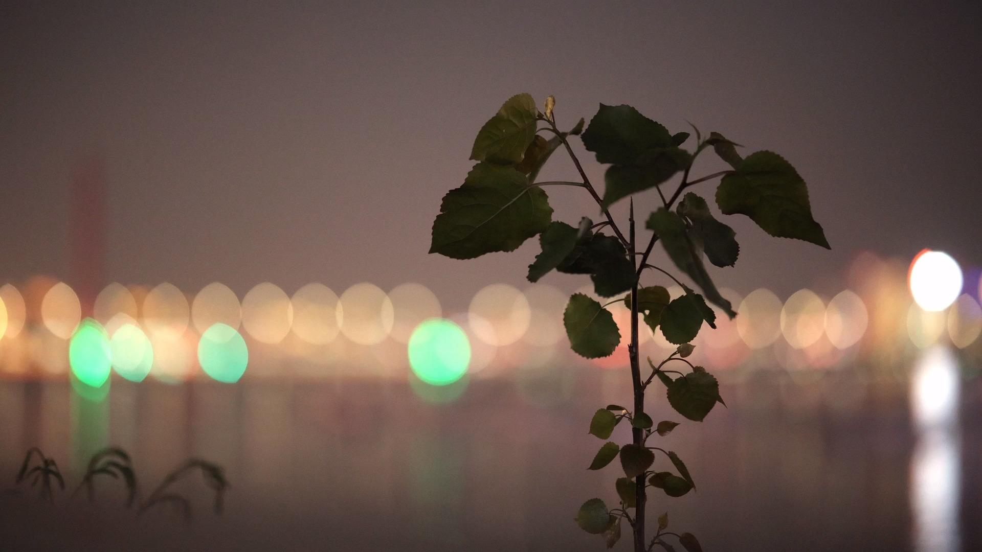 4K江边大坝上生长的一株植物空镜视频的预览图