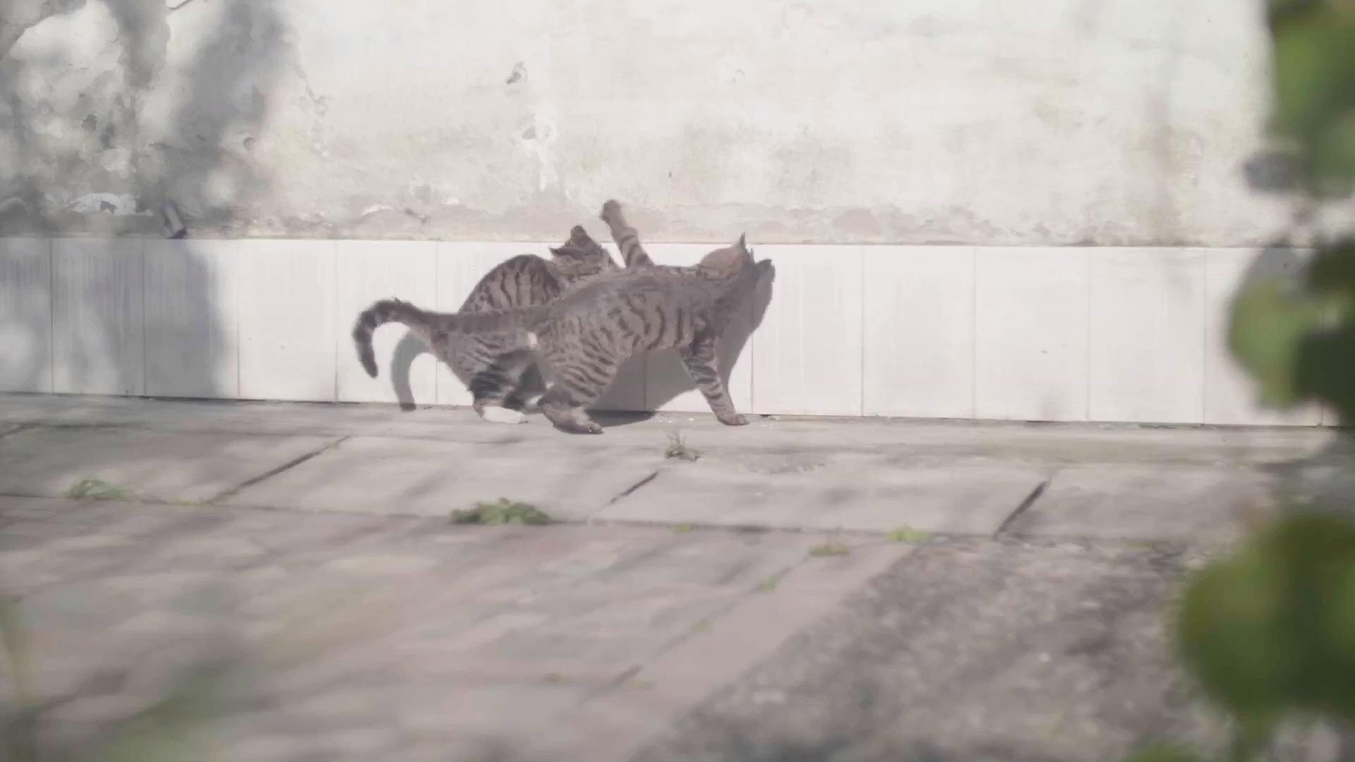 两只猫打闹视频的预览图