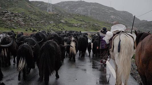 藏族牧牛视频的预览图