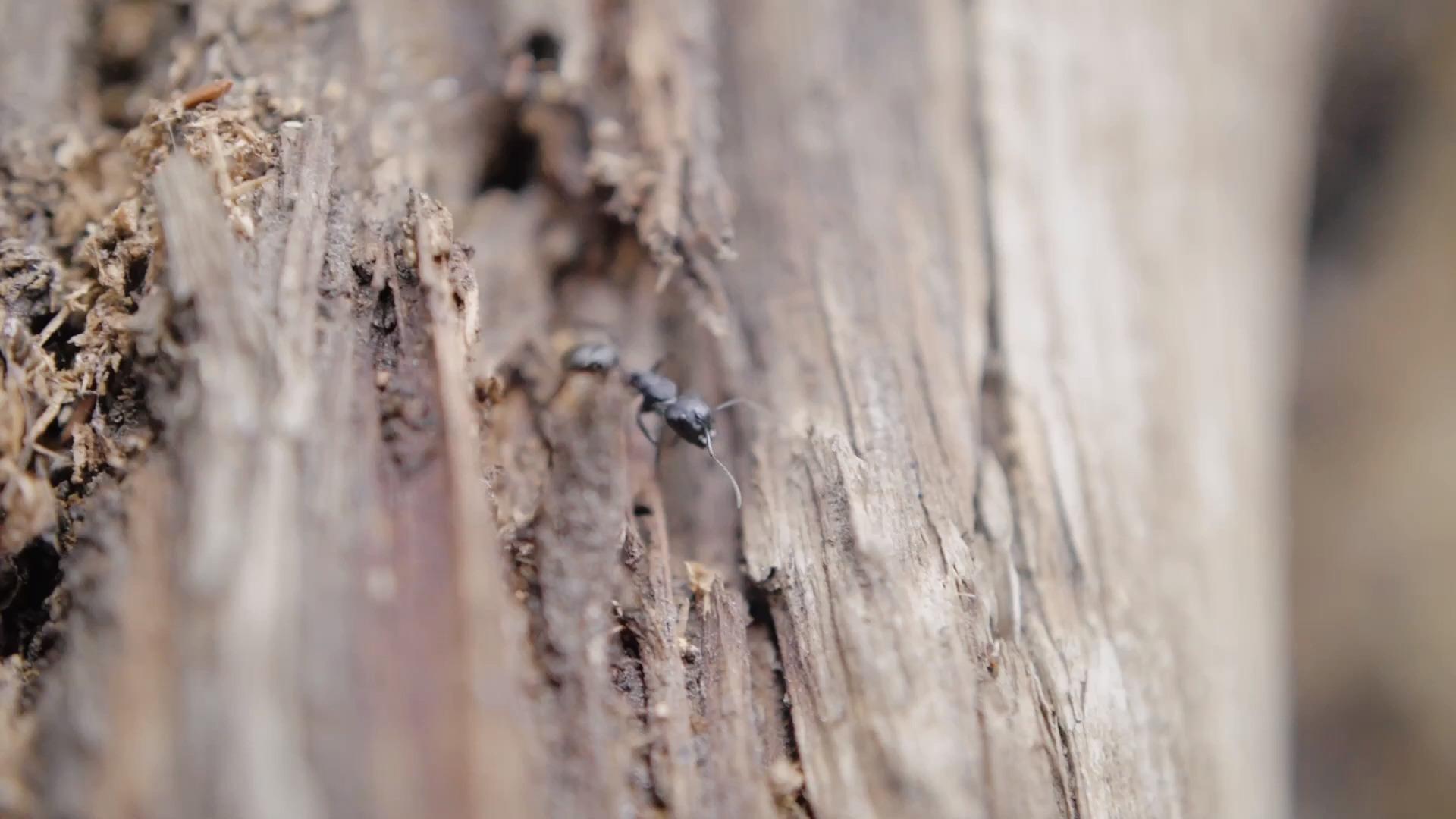 蚂蚁爬行视频的预览图