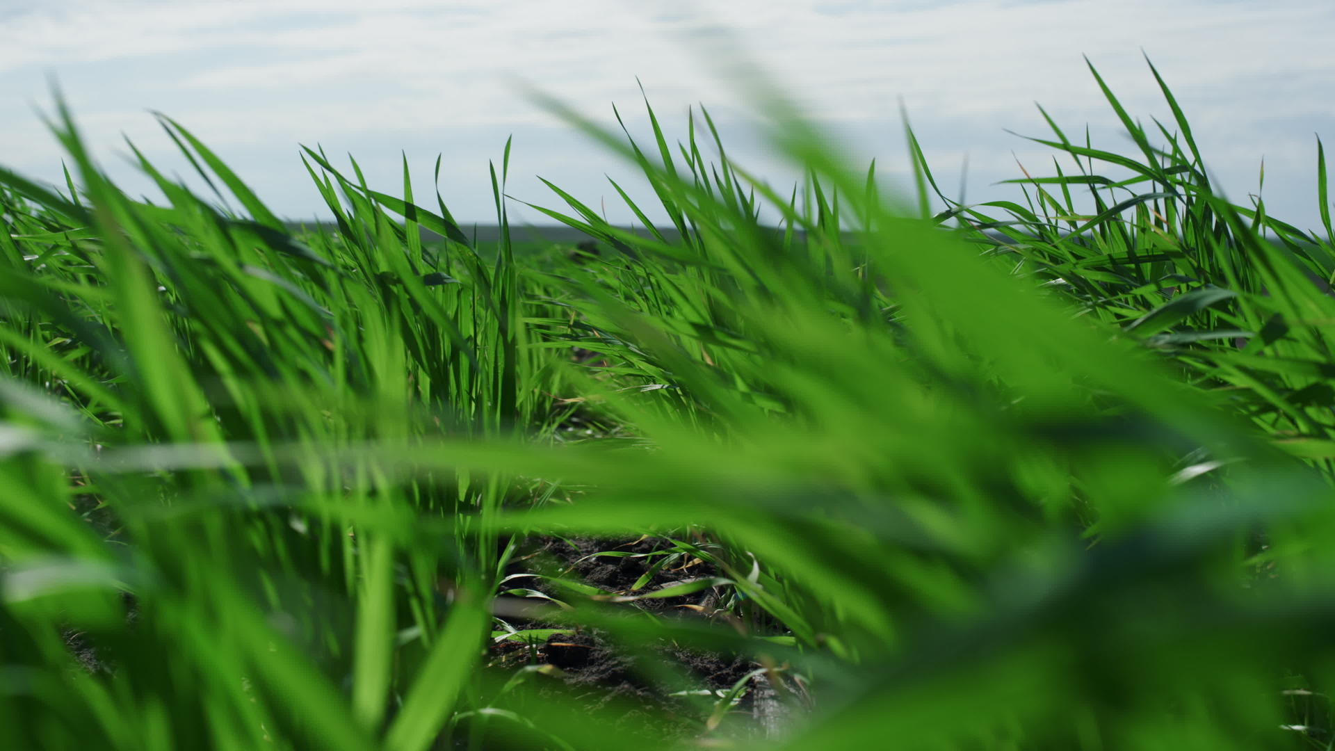 生态农业绿色小麦种植场视频的预览图