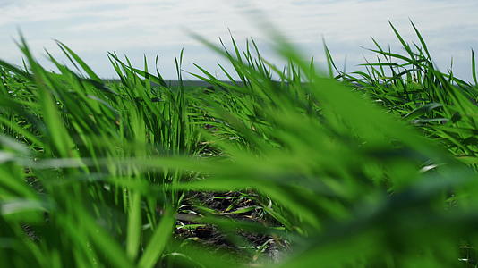 生态农业绿色小麦种植场视频的预览图